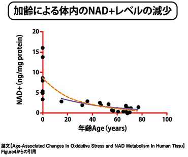 加齢による体内のNAD＋レベルの減少