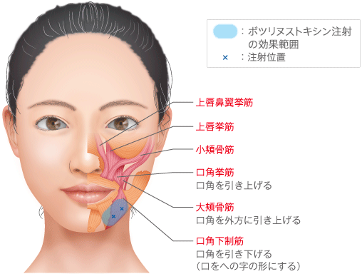 口角拳筋:口角を引き上げる 大頬骨筋:口角を外方に引き上げる 口角下制筋:口角を引き下げる(口をへの字の形にする)